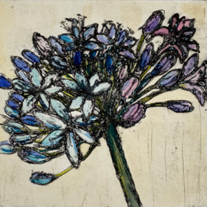 Agapanthus study