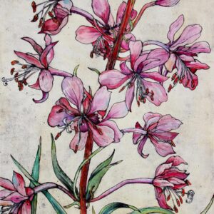 Rosebay Willowherb